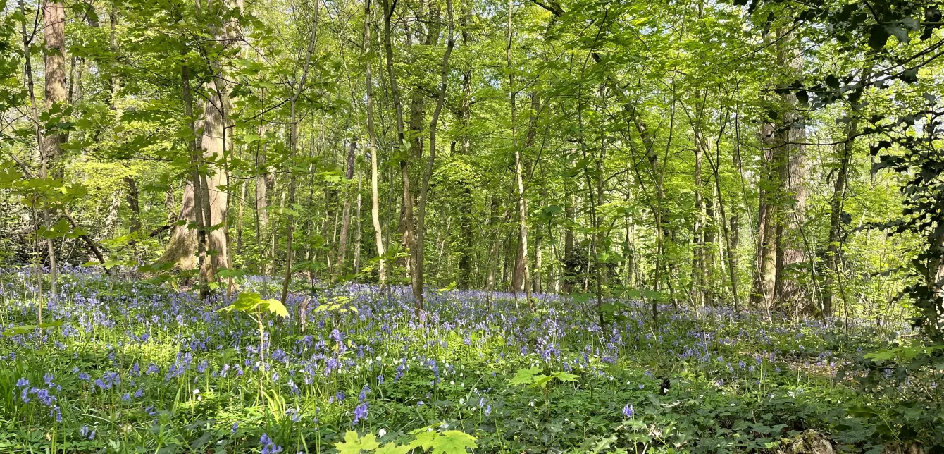 La fôret de Bondy (93)