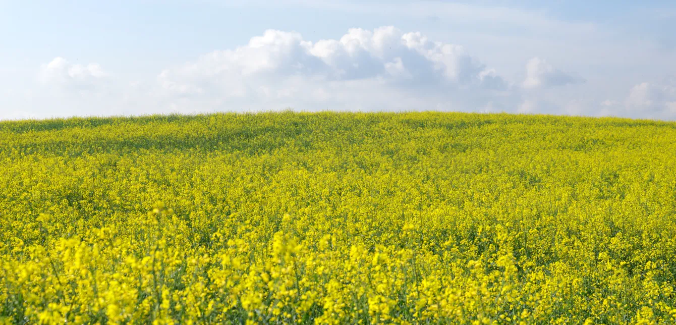 Champ de colza dans le Gâtinais français