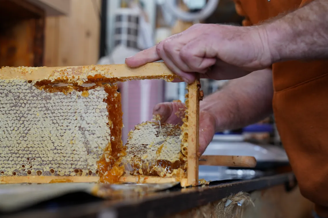 Récolte du miel